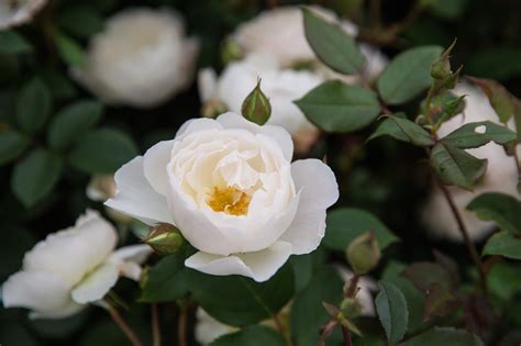 6 Expert Tips For Growing Beautiful Roses The English Garden