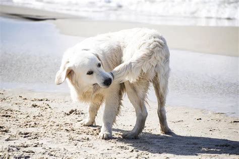 Dog Tail Biting How To Stop It The Village Vets