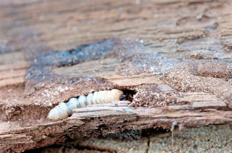 How To Deal With Woodworm Home Improvement Base