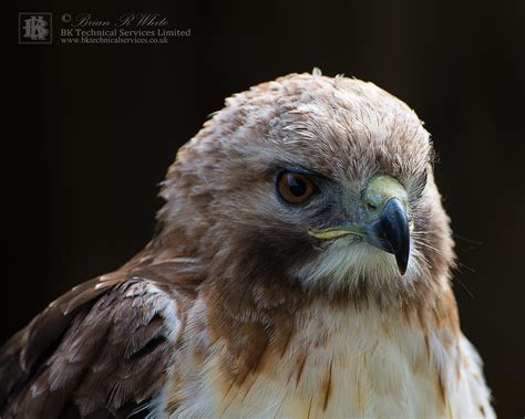 York Birds Of Prey 001 Hawk At York Birds Of Prey Centre Flickr