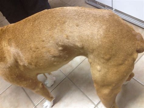 Hives On Dogs Body