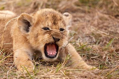Lion Cubs All You Need To Know Info Facts Images Alert
