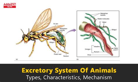 Excretory System Of Animals Types Characteristics Mechanism