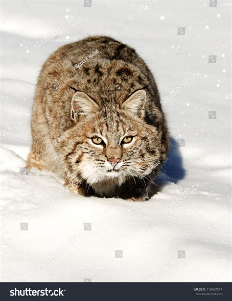Bobcat Stalking Prey Stock Photo 110467244 Shutterstock