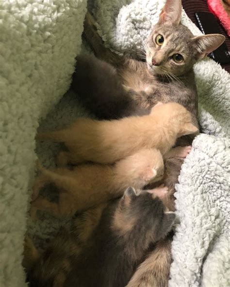 Kitten With Crooked Legs Half The Size Of Other Kittens Finds Someone To Help Her Walk And