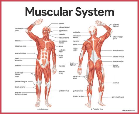 Muscles, connected to bones or internal organs and blood vessels, are in charge for movement. Muscular System Anatomy and Physiology | Human body ...