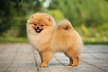 Diana is the most gorgeous Pomeranian you will ever meet. Pomeranian ...