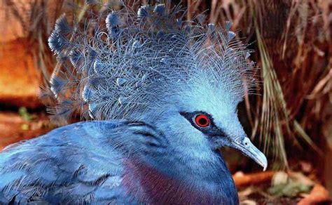 11 Birds With Mohawks Photos And Key Facts