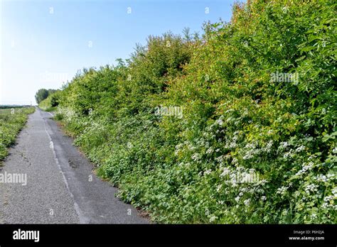 Wild Hedge Hi Res Stock Photography And Images Alamy