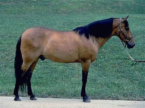 barb horse moroccan barb horse breed information horse breeds horses horse world