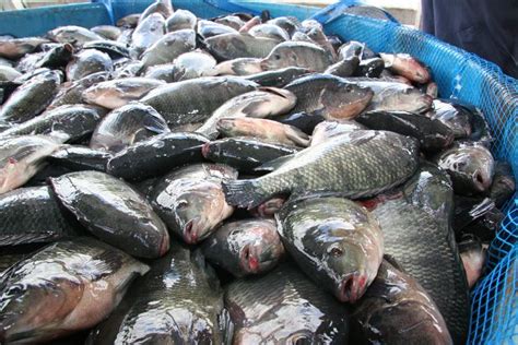 5 Fakta Ikan Nila Ikan Air Tawar Yang Kaya Nutrisi Dan Khasiat
