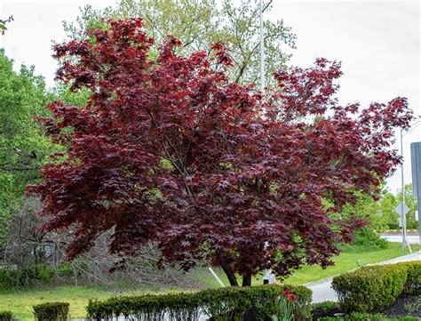 Bloodgood Japanese Maple Tree Guide How To Care For Acer Palmatum
