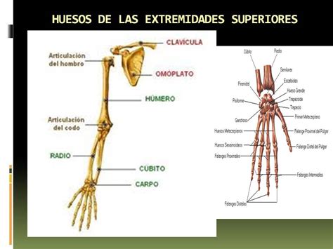 Anatomía Y Fisiología Humana Sistema EsquelÉtico