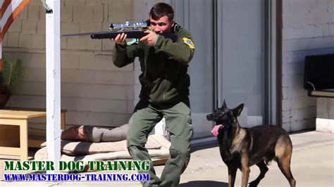 K9 Police Dog Training Police Tactics Youtube