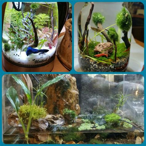 Check spelling or type a new query. water.. mini aquariums | Mini aquarium, Home and garden ...