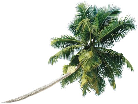 Coconut Tree Png Picture Png All Png All