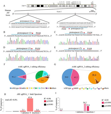 Abl Gene Targeting In K562 Cells Using The Crisprcas9 System A