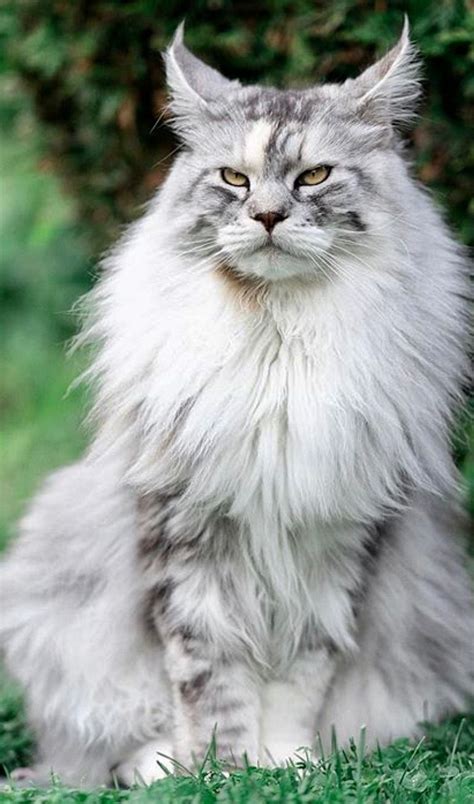 Big Cats List Domestic Maine Coon Big House Cat Breeds Baby Pink