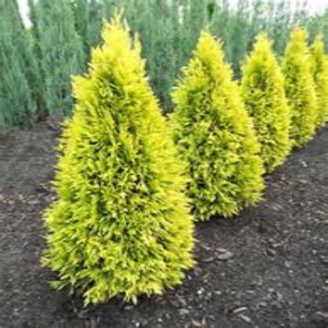 Arborvitae Golden Spire Bergman Nurseries