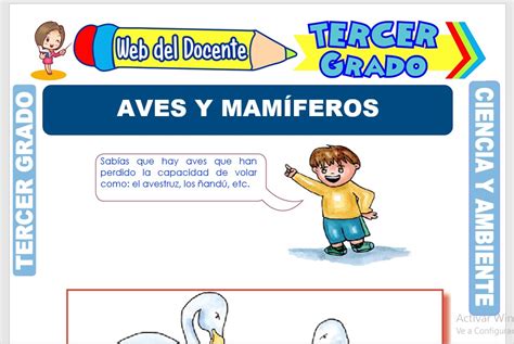 Aves Y Mamíferos Para Tercer Grado De Primaria Web Del Docente