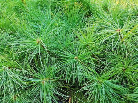 Replantca Environmental The Eastern White Pine Tree Pinus Strobus