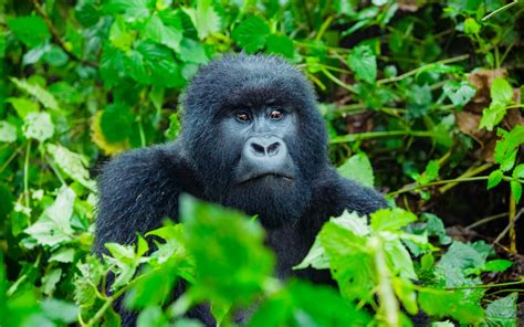 Are Mountain Gorillas Dangerous Mountain Gorilla Tours Rwanda
