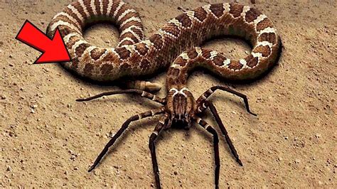 10 Most Dangerous Snakes In The World Animal Mashups Scary Animals