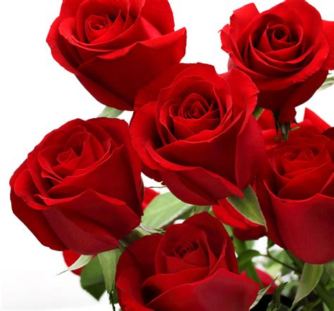 Love Rose Flower Download The Flowers Of Love Spells Ask Mystic