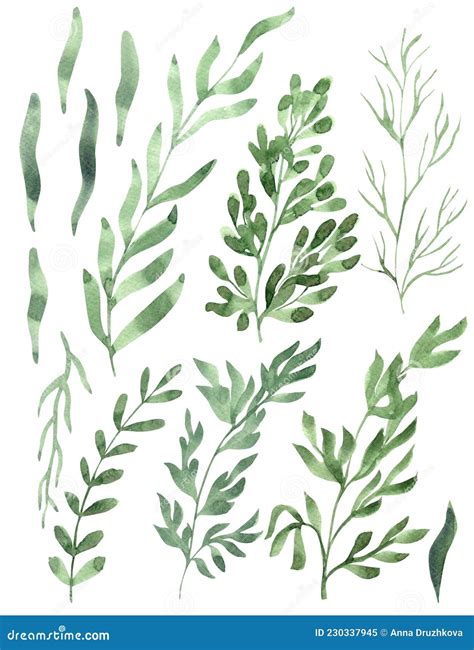 Watercolor Hand Painted Illustration Of Greens Or Herbs Stock