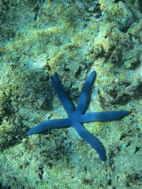 Blue Starfish Jdf92 Flickr