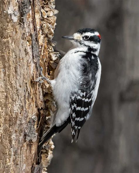List 91 Pictures Pictures Of Different Kinds Of Woodpeckers Latest