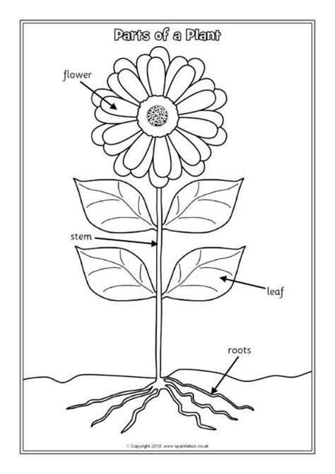 Parts Of A Plant Labelling Worksheets