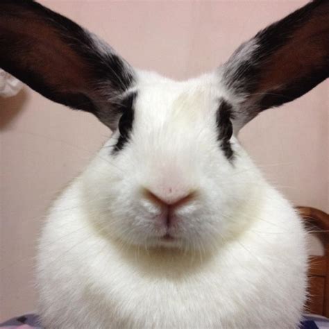 258 best bunny face free brush downloads from the brusheezy community. Bunny of the Week: Chubby from Singapore - My House Rabbit
