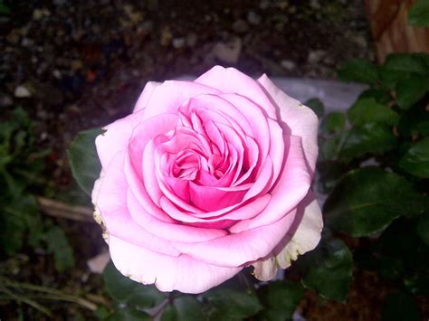 Bunga Warna Warni Bunga Mawar Pink Unggu Putih Yang Merah