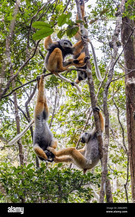 Diademed Sifaka Golden Lemur Playing In Trees In Andasibe Mantadia