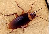 Pictures of Cockroach Hawaii