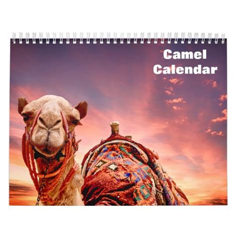 Camel Calendar Uk