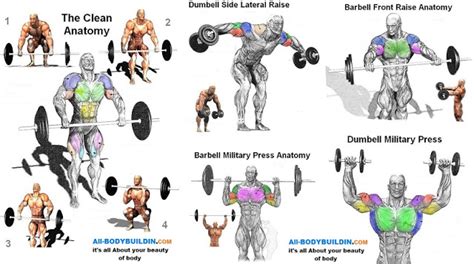 It is always a good idea for a beginner to get a physical before you embark on a bodybuilding program. The Best Exercises For Shoulder Muscles ~ multiple fitness