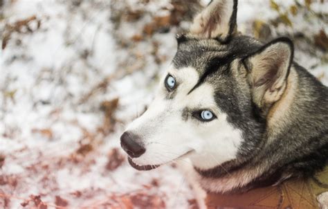 Photo Wallpaper Winter Forest Snow Dog Walk Husky Sakhalin