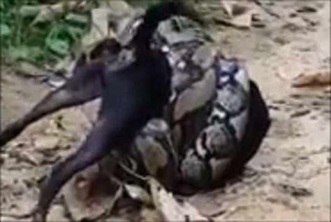 Dog Nearly Dies In Clutches Of Huge Python But Something Unusual