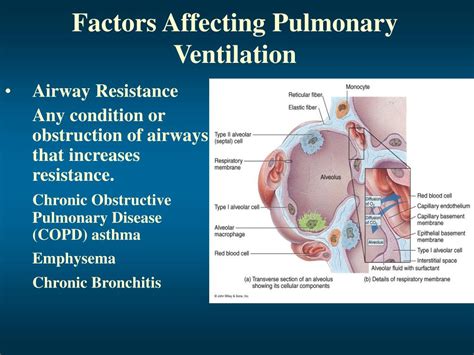 Ppt Processes Of The Respiratory System Powerpoint Presentation Free