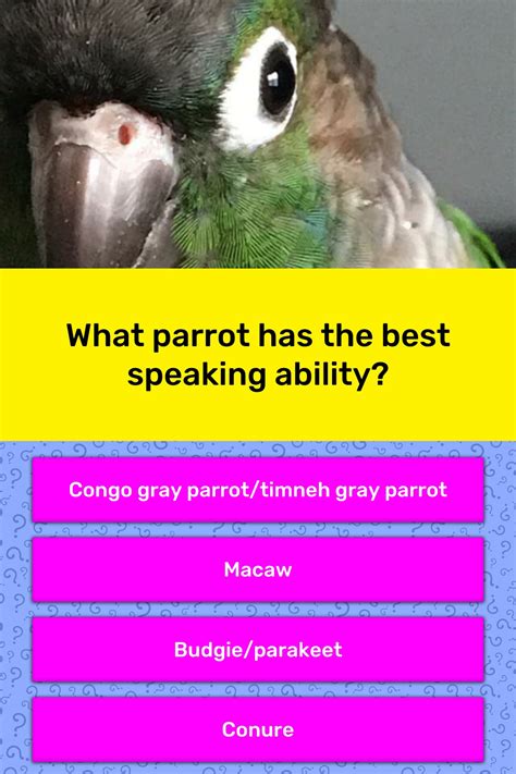 What Parrot Has The Best Speaking Trivia Questions Quizzclub