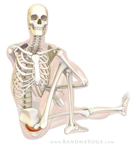 The Daily Bandha Healing With Yoga Piriformis Syndrome