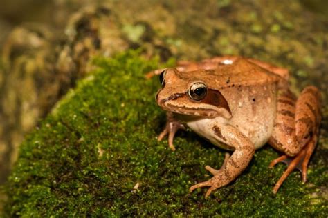 12 Frog Species Found In Michigan With Pictures Pet Keen