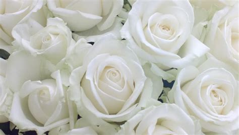 White Rose Flowers Hd Images Best Flower Site