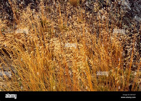 Dried Grasses Uk Stock Photo Alamy