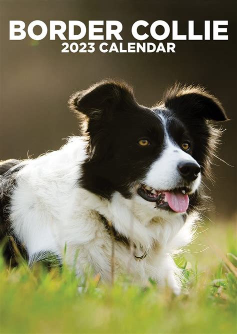 Border Collie 2023 Calendar Uk Stationery And Office Supplies