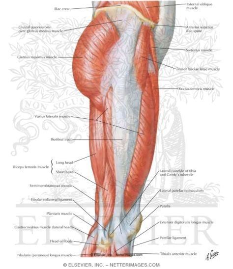 Muscles Of Hip And Thigh Lateral View