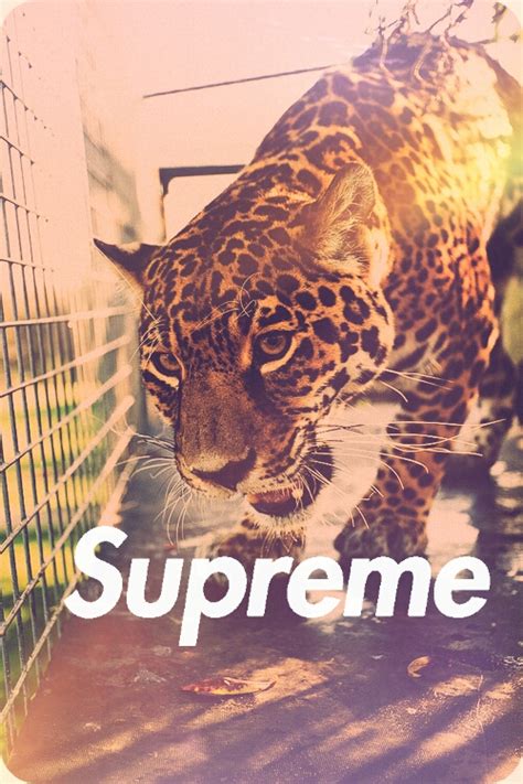 Supreme Gir Wallpaper Wallpapersafari