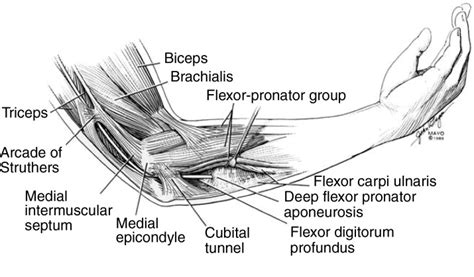 Ulnar Nerve Anatomy Orthobullets